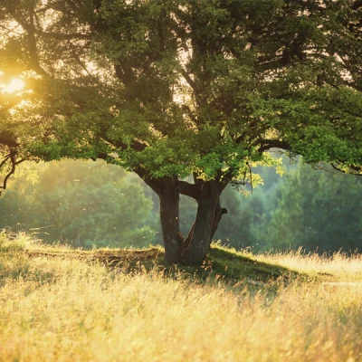 familie_opstellingen