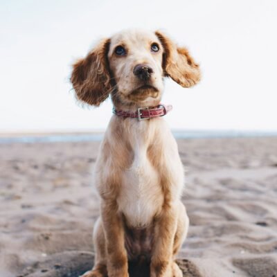 kracht_van_luisteren